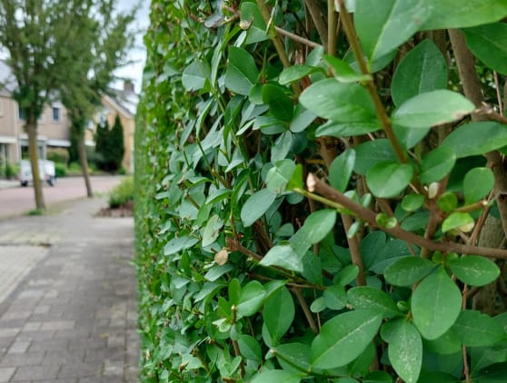 Tuinonderhoud 2 Tuinonderhoud